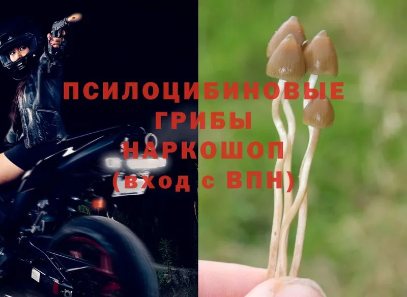 где продают   Костерёво  блэк спрут ONION  Псилоцибиновые грибы MAGIC MUSHROOMS 